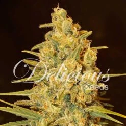 Critical Sensi Star - 5-pack - Feminised - Delicious Seeds