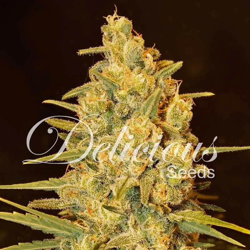 Critical Sensi Star - 5-pack - Feminised - Delicious Seeds 3 Critical Sensi Star - 5-pack - Feminised - Delicious Seeds