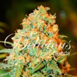 Critical Super Silver Haze - 5-pack - Feminised - Delicious Seeds