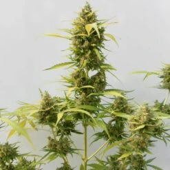 Critical Express - Feminised - Positronics