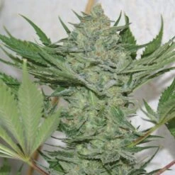 Critical Haze - Regular - Resin Seeds
