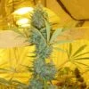 Critical Haze - Regular - Mr. Nice Seedbank -Uitgelichte Plantenzaadwinkel criticalhaze 1