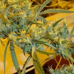 Critical Haze - Regular - Mr. Nice Seedbank -Uitgelichte Plantenzaadwinkel criticalhaze 3