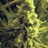 Critical Hog - 5PACK - Feminised - T.H.Seeds -Uitgelichte Plantenzaadwinkel criticalhog