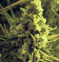 Critical Hog - 5PACK - Feminised - T.H.Seeds