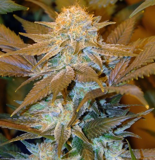Critical Hog - 5PACK - Feminised - T.H.Seeds 4 Critical Hog - 5PACK - Feminised - T.H.Seeds - Afbeelding 2