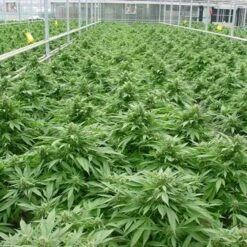 Critical Mass - Regular - Mr. Nice Seedbank 9 Critical Mass - Regular - Mr. Nice Seedbank -Uitgelichte Plantenzaadwinkel criticalmass 2