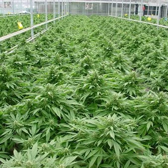 Critical Mass - Regular - Mr. Nice Seedbank 6 Critical Mass - Regular - Mr. Nice Seedbank - Afbeelding 4