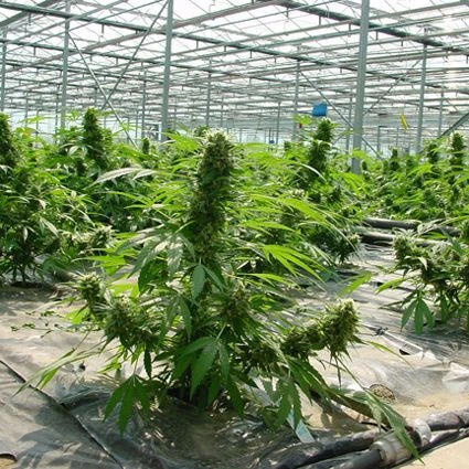 Critical Mass - Regular - Mr. Nice Seedbank 4 Critical Mass - Regular - Mr. Nice Seedbank - Afbeelding 2