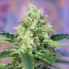 Crystal Candy - Feminised - Sweet Seeds -Uitgelichte Plantenzaadwinkel crystal candy sws58 1 3
