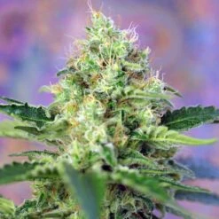 Crystal Candy - Feminised - Sweet Seeds