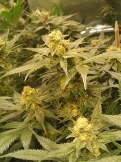 Currant Jam - 10-pack - Regular - Staff Selects