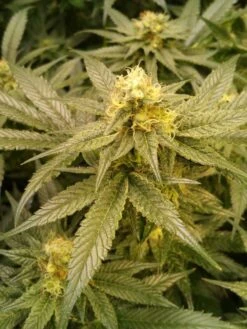 Currant Jam - 10-pack - Regular - Staff Selects -Uitgelichte Plantenzaadwinkel currantjam3