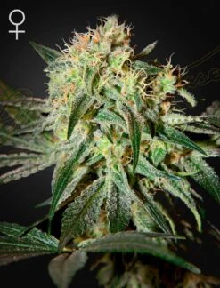 Damnsour - 5-pack - Feminised - Green House