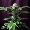 Dance World - Feminised - Royal Queen Seeds 1 Dance World - Feminised - Royal Queen Seeds -Uitgelichte Plantenzaadwinkel dance world asc