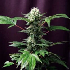 Dance World - Feminised - Royal Queen Seeds