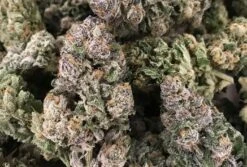 Dark Ghost Train Haze - 6PACK - Feminised - Rare Dankness