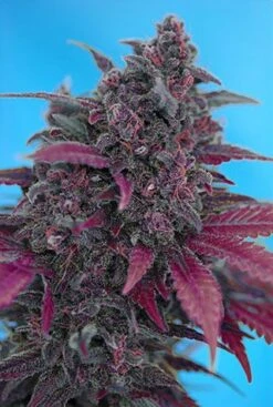 Dark Devil - Autoflowering - Feminised - Sweet Seeds