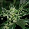 Darkstar - 10PACK - Regular - T.H.Seeds 1 Darkstar - 10PACK - Regular - T.H.Seeds -Uitgelichte Plantenzaadwinkel darkstar