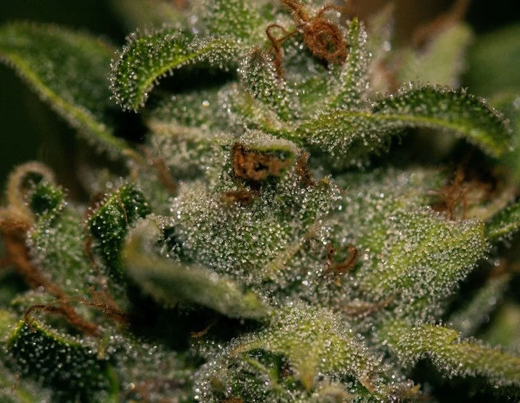 Darkstar Kush - 5PACK - Feminised - T.H.Seeds 5 Darkstar Kush - 5PACK - Feminised - T.H.Seeds - Afbeelding 3