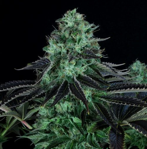 Darkstar Kush - 5PACK - Feminised - T.H.Seeds 4 Darkstar Kush - 5PACK - Feminised - T.H.Seeds - Afbeelding 2