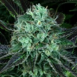 Darkstar Kush 5PACK - Regular - T.H.Seeds