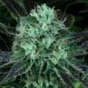 Darkstar Kush - 5PACK - Feminised - T.H.Seeds -Uitgelichte Plantenzaadwinkel darkstar4 1
