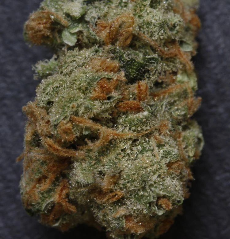 Dawg Star - 5PACK - Feminised - T.H.Seeds 3 Dawg Star - 5PACK - Feminised - T.H.Seeds