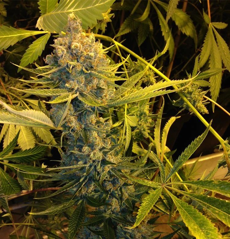 Dawg Star - 5PACK - Feminised - T.H.Seeds 4 Dawg Star - 5PACK - Feminised - T.H.Seeds - Afbeelding 2