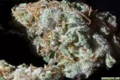 Dead Head - 6PACK - Feminised - Cali Connection