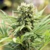 Dedoverde Haze - 3-pack - Feminised - Humboldt Seeds 1 Dedoverde Haze - 3-pack - Feminised - Humboldt Seeds -Uitgelichte Plantenzaadwinkel dedoverde haze 0