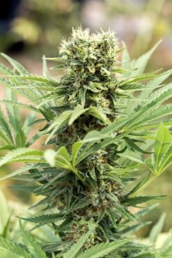 Dedoverde Haze - 3-pack - Feminised - Humboldt Seeds -Uitgelichte Plantenzaadwinkel dedoverde haze 1