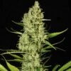 Delahaze - Feminised - Paradise Seeds -Uitgelichte Plantenzaadwinkel delahaze topcola