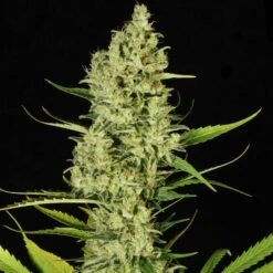 Delahaze - Feminised - Paradise Seeds