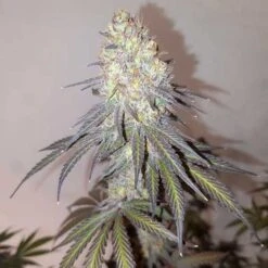 Delicious Cookies (early Version) - 5-pack - Feminised - Delicious Seeds -Uitgelichte Plantenzaadwinkel delicious cookies 2