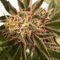 Delicious Cookies (early Version) - 5-pack - Feminised - Delicious Seeds -Uitgelichte Plantenzaadwinkel delicious cookies 3