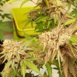 Delicious Cookies (early Version) - 5-pack - Feminised - Delicious Seeds -Uitgelichte Plantenzaadwinkel delicious cookies 4