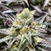 Delicious Cookies (early Version) - 5-pack - Feminised - Delicious Seeds -Uitgelichte Plantenzaadwinkel delicious cookies web 4