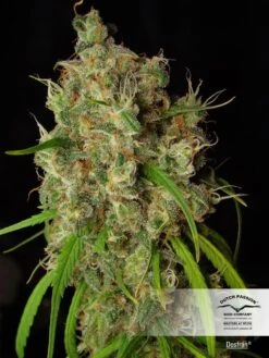 Desfran - Feminised - Dutch Passion