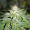Devil Fruit - Feminised - MedicalSeeds -Uitgelichte Plantenzaadwinkel devil fruit
