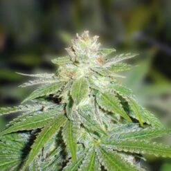 Devil Fruit - Feminised - MedicalSeeds