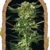 Devil Kush - 10PACK - Regular - Exotic Seed -Uitgelichte Plantenzaadwinkel devilkush 940x1350