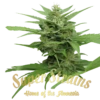 DFA Autoflowering - 5PACK - Feminised - Super Strains -Uitgelichte Plantenzaadwinkel dfa autoflowering super strains