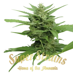 DFA Autoflowering - 5PACK - Feminised - Super Strains