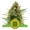 Diesel Automatic - Feminised - Royal Queen Seeds -Uitgelichte Plantenzaadwinkel diesel automatic 1 1 2