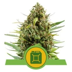 Diesel Automatic - Feminised - Royal Queen Seeds