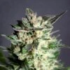 Diesel Glue - 5PACK - Feminised - Kannabia Seeds -Uitgelichte Plantenzaadwinkel diesel glue product image 22