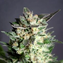 Diesel Glue - 5PACK - Feminised - Kannabia Seeds