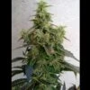 Dieseltonic - Feminised - Resin Seeds -Uitgelichte Plantenzaadwinkel dieseltonic 1 asc