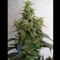 Dieseltonic - Feminised - Resin Seeds